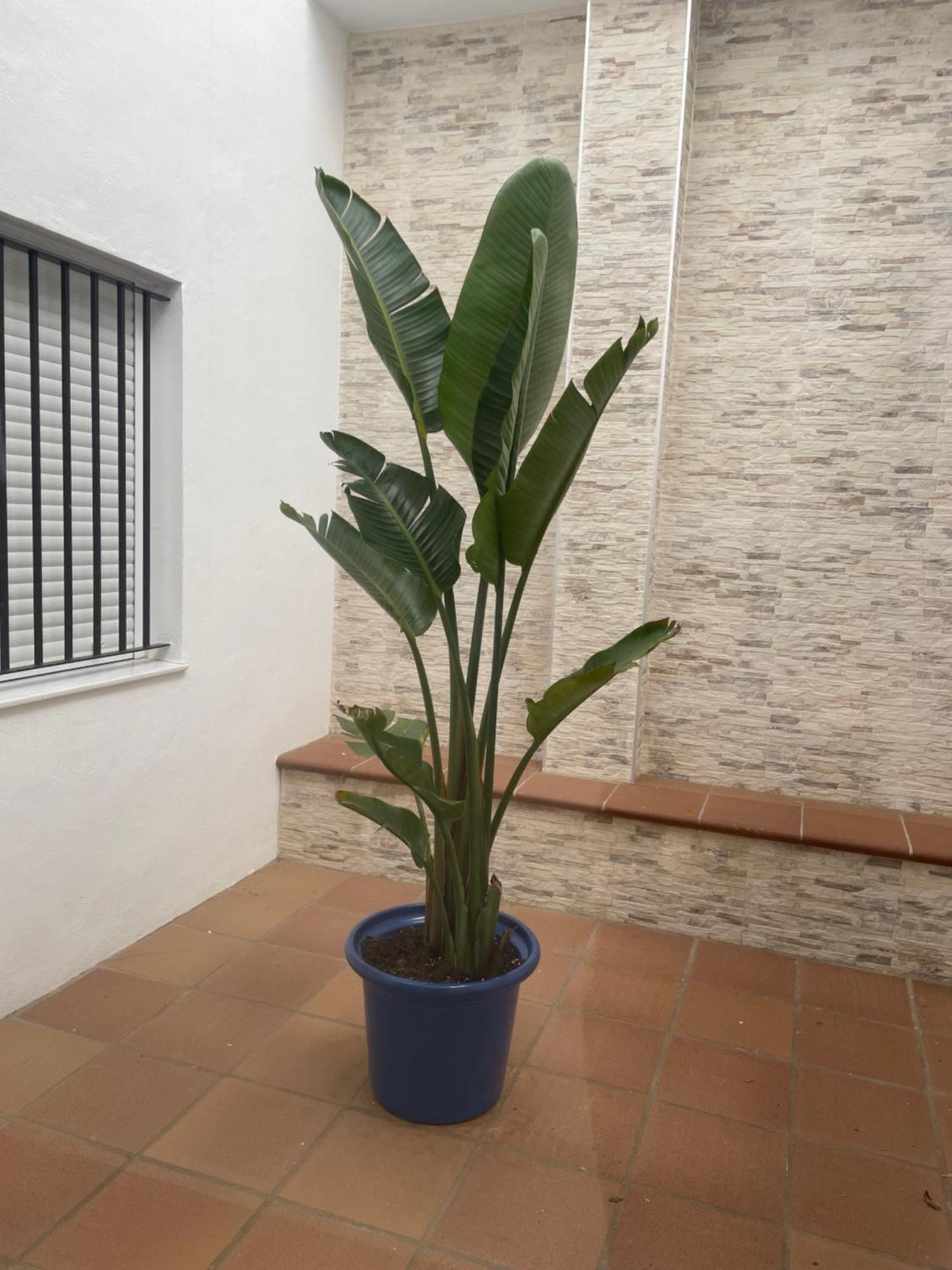 Alojamiento Saturno 1 Conil De La Frontera Dış mekan fotoğraf